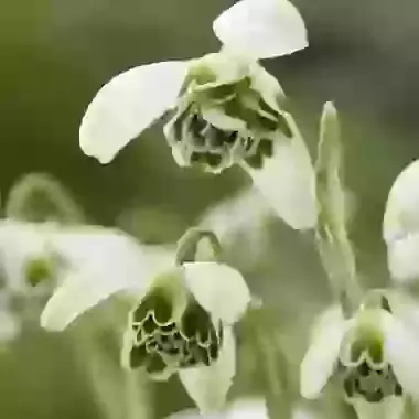 Nivalis Hippolyta